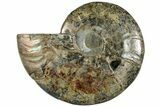 Cut & Polished Ammonite Fossil (Half) - Madagascar #292822-1